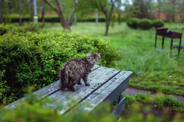 Kočky při pohledu na fotoaparát — Stock fotografie