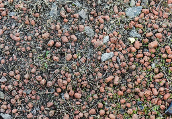 Expanded Clay Aggregate — Stock Image Expanded Clay Aggregate Stock Image