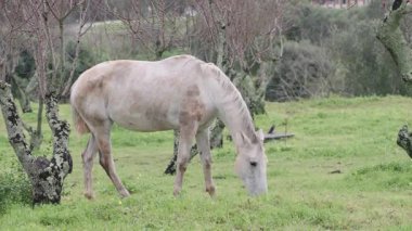 Yaşlı beyaz at yapraksız ağaçlarla çevrili yeşil çayırlarda otluyor. Paltosu biraz çamurlu görünüyor ve duruşu sakin kırsal kesimde sakin bir anı işaret ediyor.