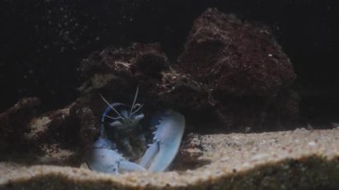 Mavi ıstakoz kayaların altında, denizin altında dinleniyor ve saklanıyor. Derin denizlerdeki deniz yaban hayatını gözler önüne seriyor.