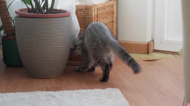 Gri tekir kedi, kapalı alanda küçük bir topla oynuyor. Ahşap yüzeyde hızlı hareket eden aktif evcil hayvan ilginç davranışlar ve ev aktiviteleri sergiliyor.