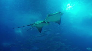 Lisbons akvaryumunda zarif bir şekilde yüzen vatozların büyüleyici dansına tanık olun. Bu su balesi güzelliklerini ve zarafetlerini ışık altı sularda sergiliyor..