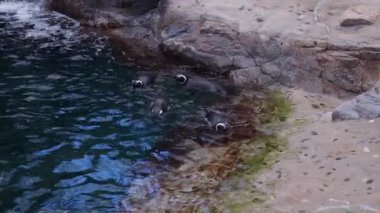 Penguenler kayalık kıyı şeridinde berrak sularda yüzüyorlar. Hayvanlar dinleniyor ve havuzun kenarındaki kayalara yakın hareket ediyorlar.
