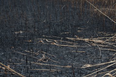 sazlık yanmış külleri sonra