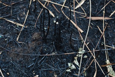 sazlık yanmış külleri sonra