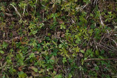 Su bitkileri başlangıç.