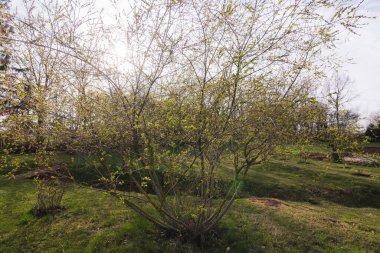 Süslü söğüt flamingo bahar bahçesinde, çiçek açan yapraklar, yeşil çimlerle çevrili