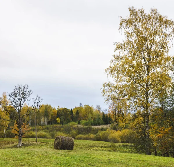 Autumn Colorful Landscape Countryside Birch Hay Roll Oak Foreground Forest — Stock Photo, Image