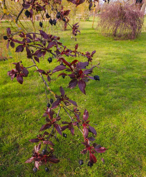 Μοβ Κόκκινα Κλαδιά Διακοσμητικού Μήλου Φόντο Πράσινου Χόρτου Παλιά Φρούτα — Φωτογραφία Αρχείου