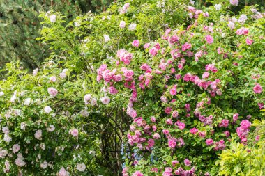 Çok sayıda çiçekli iki büyük park gül çalısı, kısmen çiçek açmış.