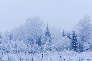 Mystical morning in the woods, frost covered all the trees, grass, smoky and foggy, blue hour.