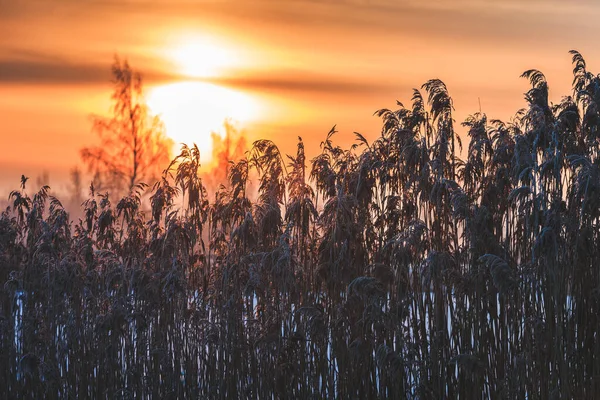 Roseaux Gros Plan Côté Ombre Lever Soleil Vue Contre Lumière — Photo