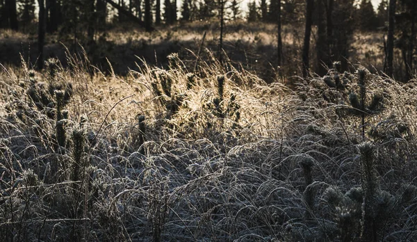 Les Tiges Herbe Ensoleillées Couvertes Givre Poussent Jeunes Pins Fond — Photo