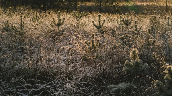 Des Tiges Herbe Ensoleillées Recouvertes Givre Poussent Jeunes Pins Fond — Photo