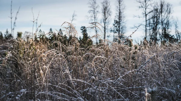 Des Tiges Herbe Ensoleillées Recouvertes Givre Poussent Jeunes Pins Fond — Photo