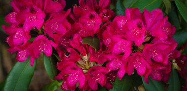 Dallarda ahududu kırmızısı rhododendron çiçekleri, seçici keskinlik