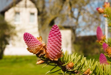Spruce genç kırmızı koniler - yaygın ladin (Picea abies), doğada yakın plan