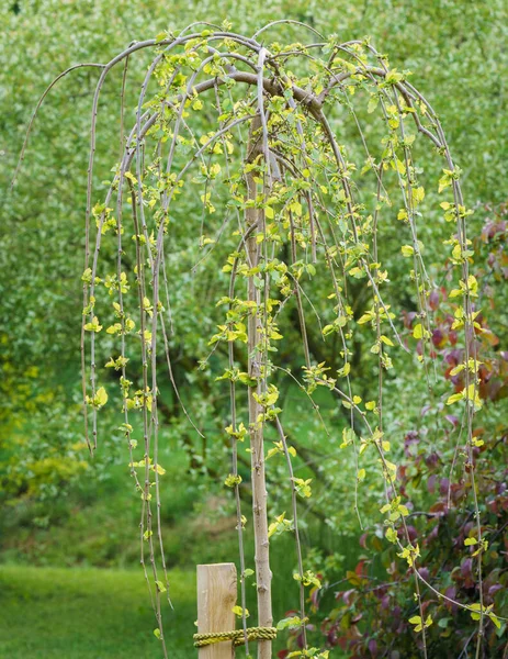 Ağlayan dut - (morus alba pendula) baharda çiçek açan yapraklar ile; bulanık bahçe arka planı
