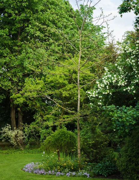 Garden Green Landscape Spring Various Trees Flower Beds — Stock Photo, Image