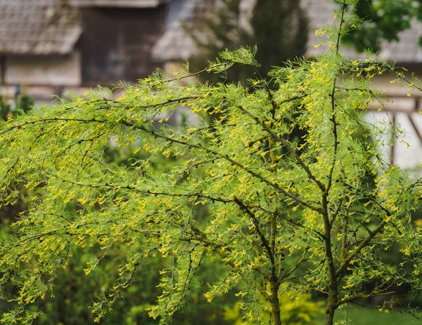 Très Petit Arbre Pleureur Caragana Arborescens Pendula Arbre — Photo