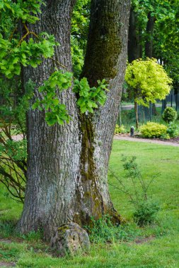 Büyük, kalın meşe gövdesi iki parçada, V şeklinde büyüyor; gövde yosun kaplı yerlerde.