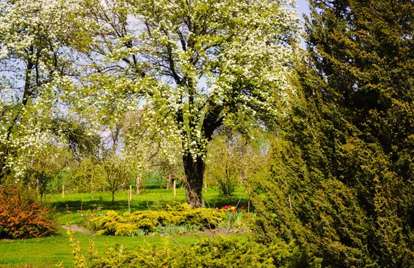 Tuin Het Voorjaar Grote Bloeiende Perenbomen Naaldbomen Voorgrond — Stockfoto