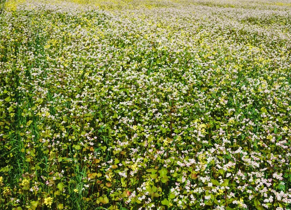 Abstract Variegated Natural Background Buckwheat Field Flowers — Stock Photo, Image