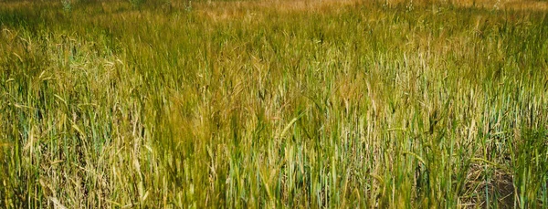 Natural Mystical Background Ears Cereal Field Yellow Green Tones — Stock Photo, Image