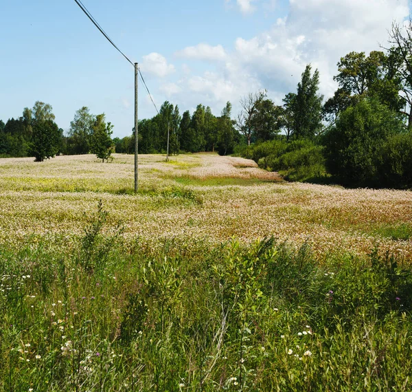 메밀밭 가운데에 전봇대 — 스톡 사진