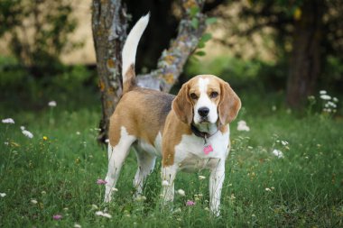 beagle bitch standing in the lawn garden and looking at something, hot summer day, green background