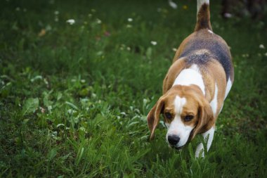 beagle bitch standing in the lawn garden and looking at something, hot summer day, green background