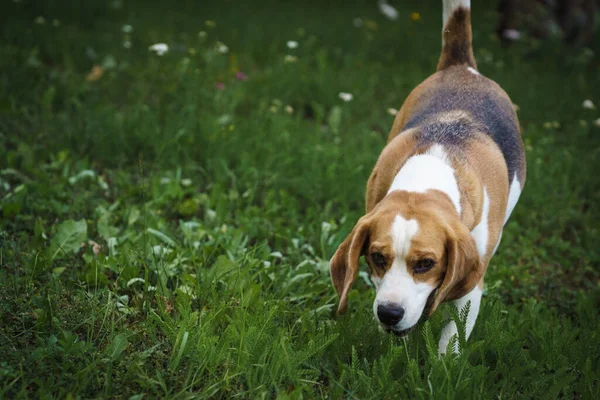 beagle bitch standing in the lawn garden and looking at something, hot summer day, green background