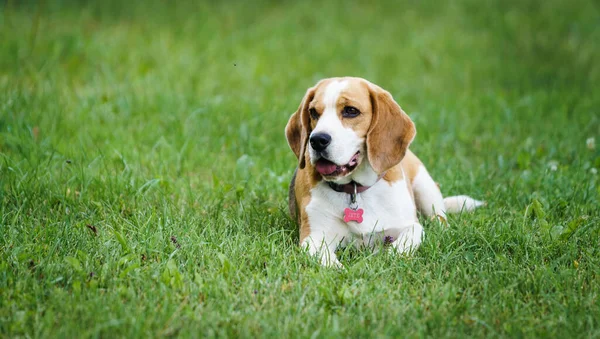 a beagle bitch is lying in the lawn garden and looking at something on a hot summer day