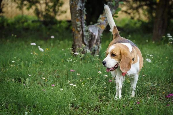 Beagle Bitch Standing Lawn Garden Looking Something Hot Summer Day — Zdjęcie stockowe