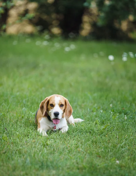 Beagle Bitch Lying Lawn Garden Looking Something Hot Summer Day — 图库照片