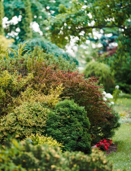 Trädgård Grönska Med Prydnadsbuskar Olika Rika Färger Gul Grön Brunaktig — Stockfoto