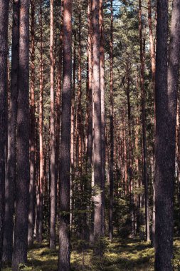 Kalın bir çam ağacı ormanı, uzun, ince ağaç gövdeleri, güneş ve gölge oyunu