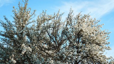 Armut dalları, çiçeklerle dolu, mavi gökyüzünün arka planına karşı.