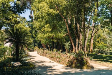 Caserta, İtalya - 05.01.2025: Reggia di Caserta (Caserta Kraliyet Sarayı) saray bahçesi, ağaçlar, palmiye ağaçları ve yürüyüş yolları ve bir kaktüs yatağı.