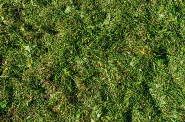 Çimleri biçilmiş olan soyut bir arka plan. Çim biçme makinesinden sonraki çim dokusu.