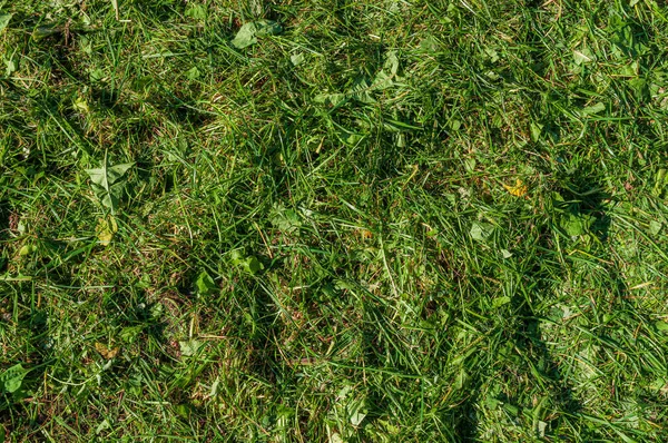 Abstracte Achtergrond Met Gemaaid Gras Textuur Van Het Gazon Een — Stockfoto