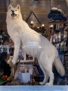 Mağaza vitrininde doldurulmuş beyaz kurt