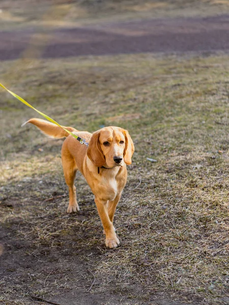 Perro sabueso rojo en un paseo — Foto de Stock