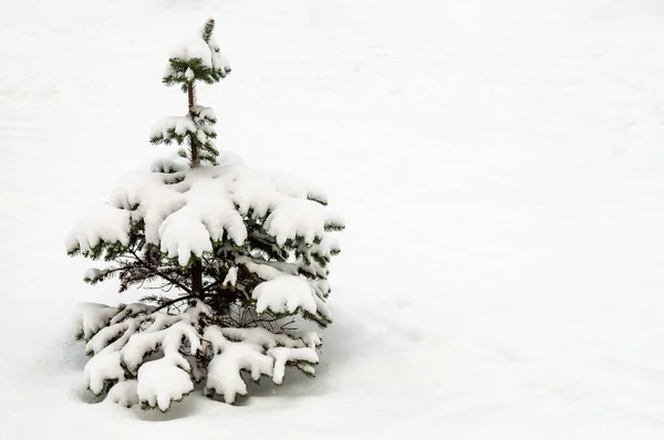 Kis fenyőfa a hóban — Stock Fotó
