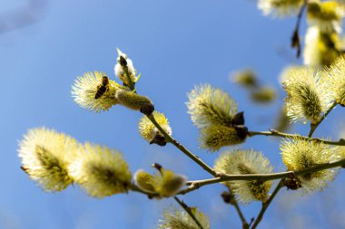 Sarı kabarık söğüt tomurcukları ile bahar arkaplanı. Yüksek kalite fotoğraf