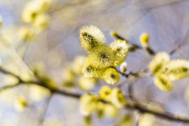 Yumuşak dalları olan güzel bir bahar arkaplanı. Yüksek kalite fotoğraf