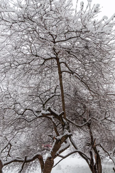 冬季的背景 有积雪覆盖的枝条 高质量的照片 — 图库照片