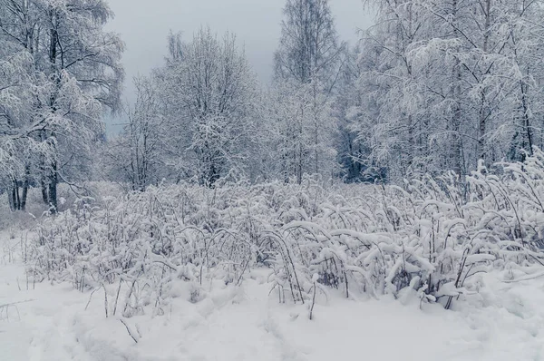 Güzel Kış Ormanı Manzarası Yüksek Kalite Fotoğraf — Stok fotoğraf
