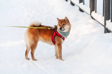 Kış günü karda Şirin Shiba Inu köpeği. Yüksek kalite fotoğraf
