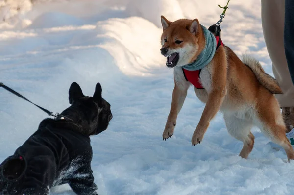 年轻的Shiba Inu露出牙齿 冲向另一只狗 高质量的照片 — 图库照片